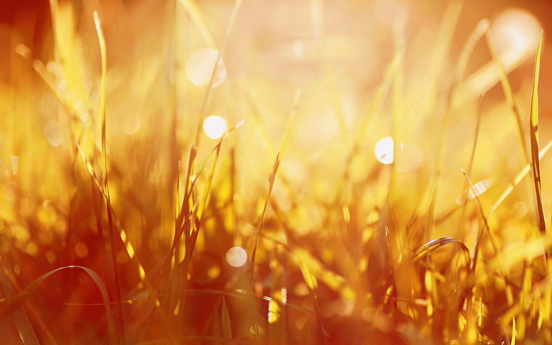 VENCIDOS – León Felipe